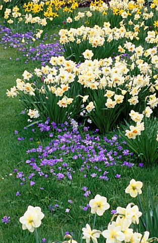 PETTIFERS_GARDEN__OXFORDSHIRE_ANEMONE_BLANDA_AND_NARCISSUS_GROWING_IN_THE_MEADOW