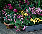 DESIGNER CLARE MATTHEWS: PINK AND YELLOW THEMED CONTAINER PLANTING ON DECKING: VERBENA  DIANTHUS  OSTEOSPERMUM  PHYGELIUS  GERANIUM AND LILIES