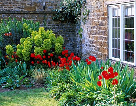 PETTIFERS_GARDEN__OXFORDSHIRE_FRONT_GARDEN_PLANTED_WITH_RED_TULIPS__TULIP_QUEEN_OF_SHEBA_AND_EUPHORB