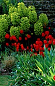 PETTIFERS GARDEN  OXFORDSHIRE: EUPHORBIA CHARACIAS SUBS WULFENII PURPLE AND GOLD  TULIP QUEEN OF SHEBA AND RED TULIP