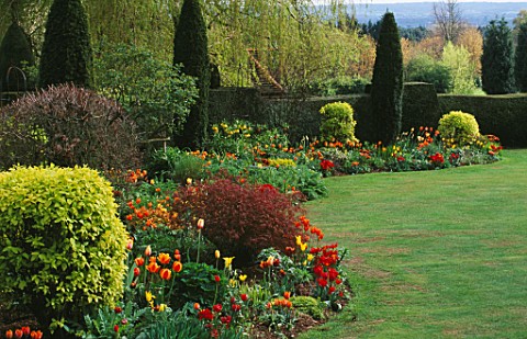 YEW_TOPIARY_HEDGES__ST_MICHAELS_HOUSE__KENT_TULIP_BORDER_IN_SPRING