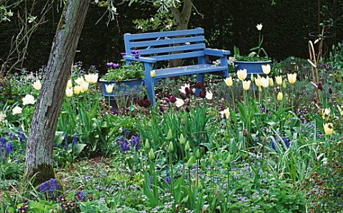 BLUE_PAINTED_BENCH_SURROUNDED_BY_TULIP_SPRING_GREEN_ST_MICHAELS_HOUSE__KENT