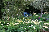 BLUE PAINTED BENCH IN WHITE TULIP BORDER AT ST. MICHAELS HOUSE  KENT: PYRUS SALICIFOLIA PENDULA  TULIP SPRING GREEN AND TULIP MOUNT TACOMA