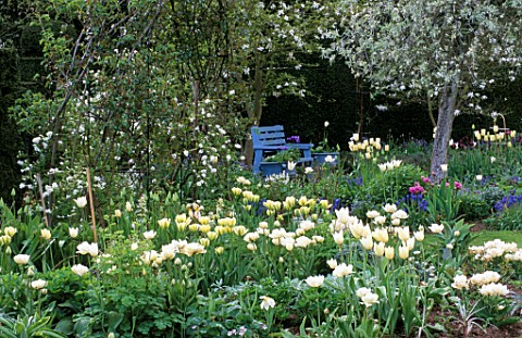 BLUE_PAINTED_BENCH_IN_WHITE_TULIP_BORDER_AT_ST_MICHAELS_HOUSE__KENT_PYRUS_SALICIFOLIA_PENDULA__TULIP