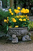 ST. MICHAELS HOUSE  KENT: STONE CONTAINER WITH GRIFFON SUPPORTS  YELLOW WALLFLOWERS  POLYANTHUS AND TULIP BELLONA