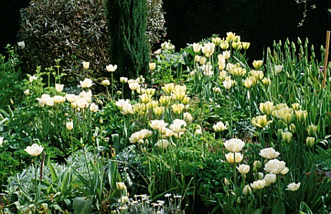 WHITE_TULIP_BORDER__AT_ST_MICHAELS_HOUSE__KENT_TULIP_SPRING_GREEN_AND_MOUNT_TACOMA