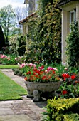 ST. MICHAELS HOUSE  KENT: FRONT OF THE HOUSE WITH A STONE URN PLANTED WITH TULIP LINIFOLIA AND COULEUR CARDINAL