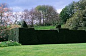 YEW TOPIARY HEDGES BESIDE THE LAWN AT ST MICHAELS HOUSE  KENT