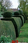 YEW TOPIARY HEDGES  AT ST MICHAELS HOUSE: