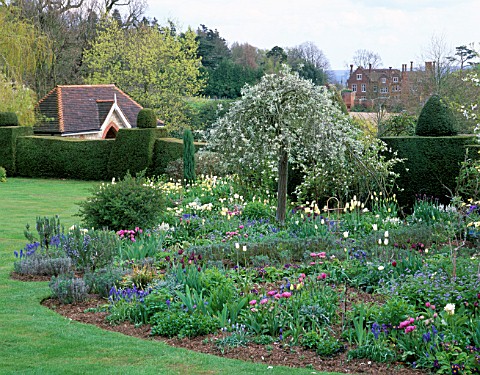 ST_MICHAELS_HOUSE__KENT_BLUE_AND_WHITE_BEDS_IN_SPRING_WITH_PYRUS_SALICIFOLIA_PENDULA__YEW_HEDGES_AND