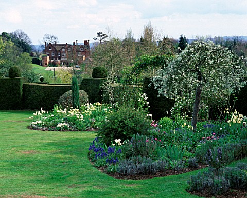 ST_MICHAELS_HOUSE__KENT_SPRING_BORDER_WITH_TULIPS__YEW_TOPIARY_HEDGE_AND_PYRUS_SALICIFOLIA_PENDULA