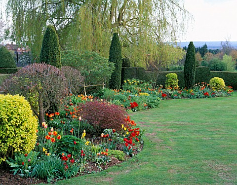 ST_MICHAELS_HOUSE__KENT_ORANGE_AND_RED_TULIP_BORDER_IN_SPRING_BACKED_BY_YEW_HEDGES_AND_A_MASSIVE_SAL