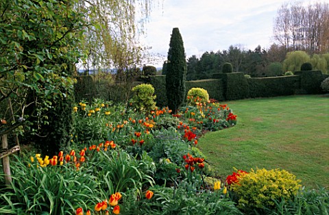 ST_MICHAELS_HOUSE__KENT_SPRING_BORDER_WITH_ORANGE_AND_RED_TULIPS__LAWN_AND_YEW_HEDGING
