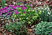 THE SPRING GARDEN AT WOODCHIPPINGS  JUNIPER HILL  WITH SNOWDROPS  CYCLAMEN AND HELLEBORUS X HYBRIDUS GREENCUPS. WOODCHIPPINGS  NORTHAMPTONSHIRE