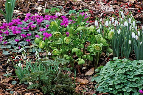 THE_SPRING_GARDEN_AT_WOODCHIPPINGS__JUNIPER_HILL__WITH_SNOWDROPS__CYCLAMEN_AND_HELLEBORUS_X_HYBRIDUS