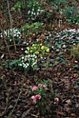 HELLEBORES  CYCLAMEN AND SNOWDROPS  IN WOODLAND  WOODCHIPPINGS  NORTHAMPTONSHIRE