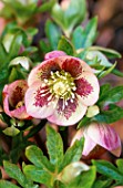 A SPOTTED FORM OF HELLEBORUS  X  HYBRIDUS  WOODCHIPPINGS  NORTHAMPTONSHIRE