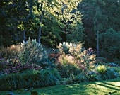 EARLY MORNING LIGHT STRIKES THE MAIN BORDER BY THE LAWN WITH ECHINACEAS  STIPA GIGANTEA AND PAMPAS GRASS. GREYSTONE COTTAGE  OXFORDSHIRE. DESIGNER: DUNCAN HEATHER