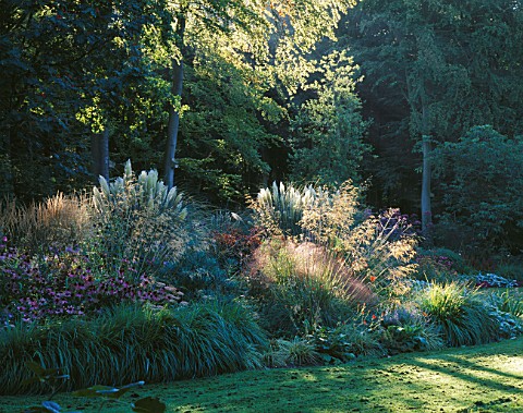 EARLY_MORNING_LIGHT_STRIKES_THE_MAIN_BORDER_BY_THE_LAWN_WITH_ECHINACEAS__STIPA_GIGANTEA_AND_PAMPAS_G