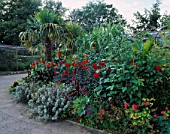 EXOTIC BORDER PLANTED WITH DAHLIAS AND A TRACHYCARPUS FORTUNEI. DESIGNER: TIM MYLES  COTSWOLD WILDLIFE PARK  OXFORDSHIRE