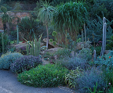THE_ARID_BORDER_IN_THE_WALLED_GARDEN_WITH_SALVIAS__HELICHRYSUM__CACTI_AND_SUCCULENTS_DESIGNER_TIM_MY
