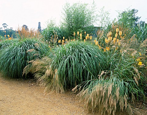 BORDER_WITH_GRASSES__PHYLLOSTACHYS_BISSETII_AND_KNIPHOFIA_TAWNY_KING_DESIGNER_TIM_MYLES__COTSWOLD_WI