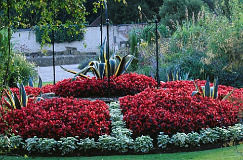 THE_WELL_BED_IN_THE_WALLED_GARDEN_WITH_AGAVE_AMERICANA_VARIEGATA__BEGONIA_DEVIL_RED_AND_PELARGONIUMS