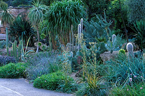 THE_ARID_BORDER_IN_THE_WALLED_GARDEN_WITH_SALVIAS__HELICHRYSUM__CACTI_AND_SUCCULENTS_DESIGNER_TIM_MY