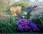 PETTIFERS GARDEN  OXON:AUTUMN BORDER WITH ACONITUM CARMICHAELII ARENDSII  CALAMAGROSTIS KARL FOERSTER  ASTER AMELLUS VIOLET QUEEN  ROSA SALLY HOLMES & KNIPHOFIA ROOPERI