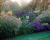 PETTIFERS GARDEN  OXFORDSHIRE: AUTUMN BORDER WITH MISCANTHUS YAKUSHIMA DWARF  ASTER VIOLET QUEEN  CALAMAGROSTIS KARL FOERSTER AND ACONITUM CARMICHAELII ARENDSII