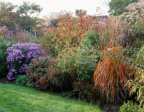 BORDER_WITH_MISCANTHUS_GHANA__DAHLIA_COCCINEA__ASTER_LITTLE_CARLOW_MARCHANTS_HARDY_PLANTS__SUSSEX
