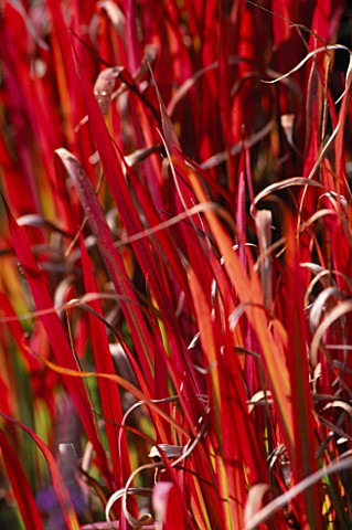 IMPERATA_CYLINDRICA_RUBRA_RED_BARON__MARCHANTS_HARDY_PLANTS__SUSSEX