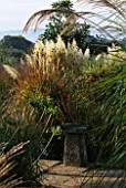 BORDER WITH CORTADERIA SELLOANA PUMILA  MISCANTHUS MALEPARTUS  RUDBECKIA LACINIATA AND SEED HEADS OF AGAPANTHUS JODIE. MARCHANTS HARDY PLANTS  SUSSEX