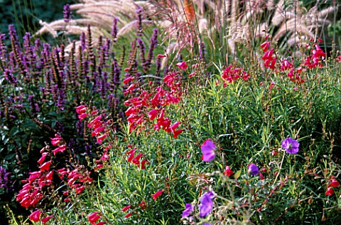 PENSTEMON_WITH_AGASTACHE_RUGOSA_HYBRID__MARCHANTS_HARDY_PLANTS__SUSSEX