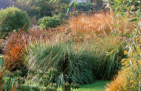 MIXED_GRASSES_INCLUDING_MOLINIA__AMPELODESMOS__AND_AGAPANTHUS_SEED_HEADS_MARCHANTS_HARDY_PLANTS__SUS