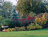 AUTUMN BORDER WITH ABIES CONCOLOR AND DAHLIAS BISHOP OF AUCKLAND & BISHOP OF LLANDAFF & HARDY FUSCHIAS. DESIGNER: JOHN MASSEY