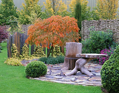 STANDARD_ACER_DISSECTUM_WITH_AUTUMN_TINTS__OAK_SEATS__TABLE__INDIAN_SLATE_TERRACE_WITH_HEDERA_BUTTER