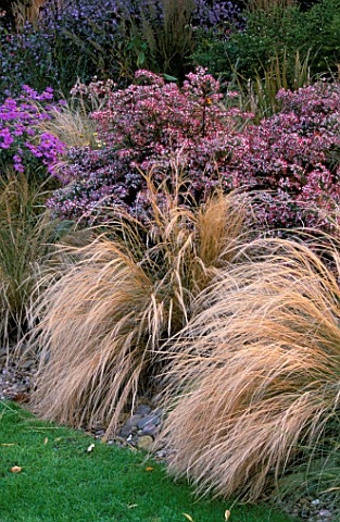 LATE_SUMMER_BORDER_WITH_STIPA_TENUISSIMA_AND__ASTER_LITTLE_CARLOW_DESIGNER_JOHN_MASSEY