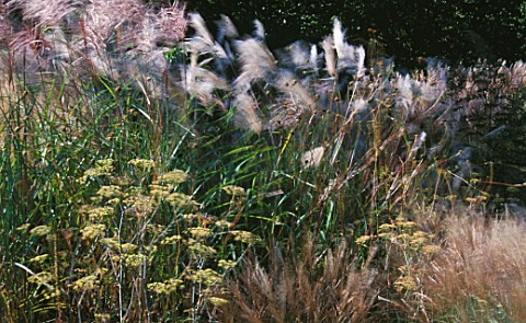 GRASSES_SWAYING_IN_THE_BREEZE_GOODNESTONE_PARK__KENT