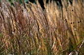 GRASSES SWAYING IN THE BREEZE. GOODNESTONE PARK  KENT