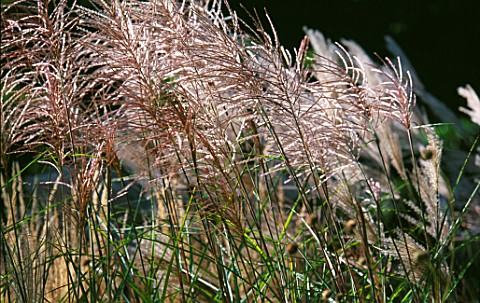 MISCANTHUS_GRASS_SWAYING_IN_THE_BREEZE_GOODNESTONE_PARK__KENT