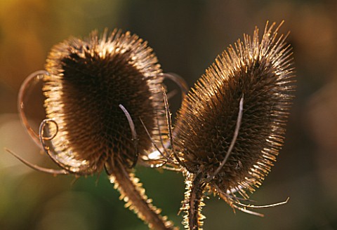 CLOSE_UP_OF_COMMON_TEASEL_IN_WINTER__DIPSACUS_FULLONUM_TEASLE