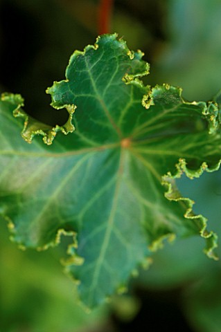 HEDERA_HELIX_PARSLEY_CRESTED