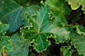 HEDERA HELIX PARSLEY CRESTED