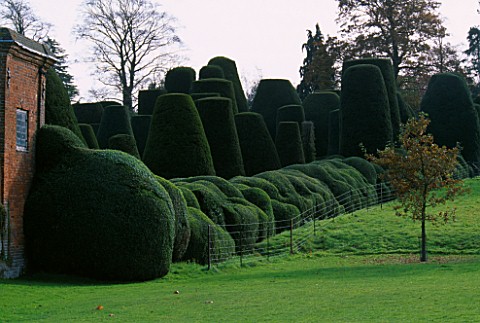PACKWOOD_HOUSE__WARWICKSHIRE_MASSIVE_TOPIARY_HEDGING_BESIDE_THE_TOPIARY_GARDEN