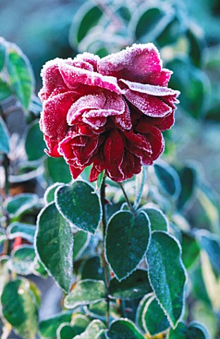 FROSTED_ROSE_PROSPERO_AT_PETTIFERS__OXFORDSHIRE