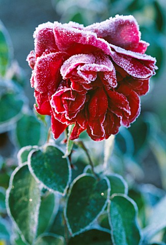 FROSTED_ROSE_PROSPERO_AT_PETTIFERS__OXFORDSHIRE