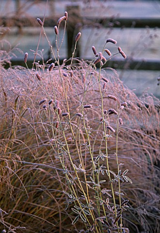 FROSTED_SANGUISORBA_IN_THE_AUTUMN_BORDER_AT_PETTIFERS__OXFORDSHIRE