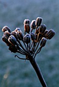 PETTIFERS  OXFORDSHIRE: FROSTED SEED HEADS OF LILIUM REGALE