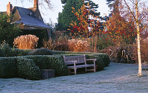 PETTIFERS__OXFORDSHIRE_THE_PARTERRE_IN_WINTER_WITH_CLIPPED_BOX__BETULA_ERMANII_AND_A_WOODEN_BENCH